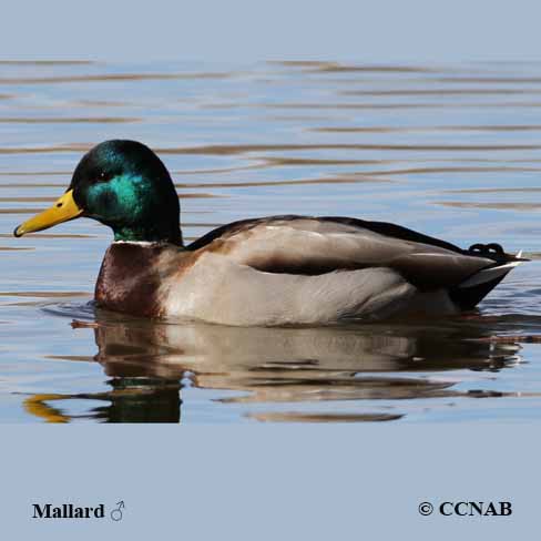Birds of Cuba