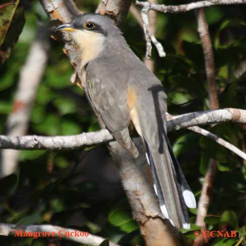 Mangrove Cuckoo