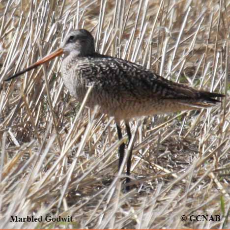 Marbled Godwit