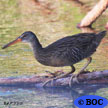 Marsh Birds