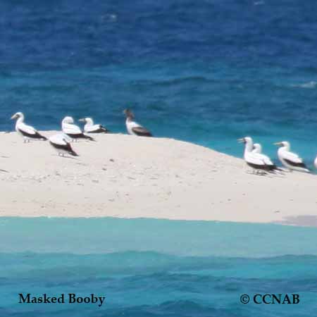 Birds of Cuba