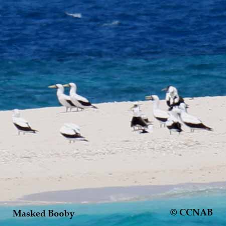 Masked Booby