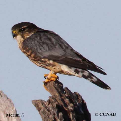 Birds of Cuba