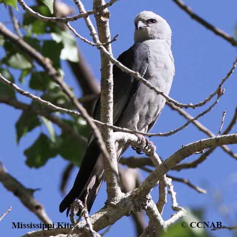 Birds of North America