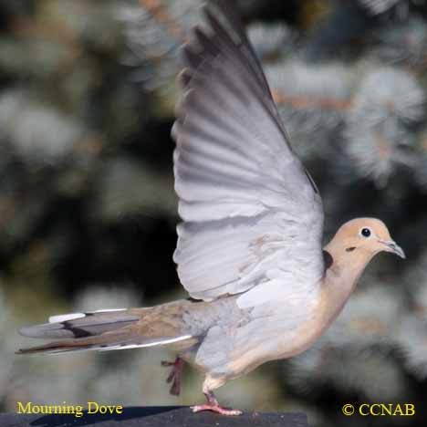 Birds of Cuba