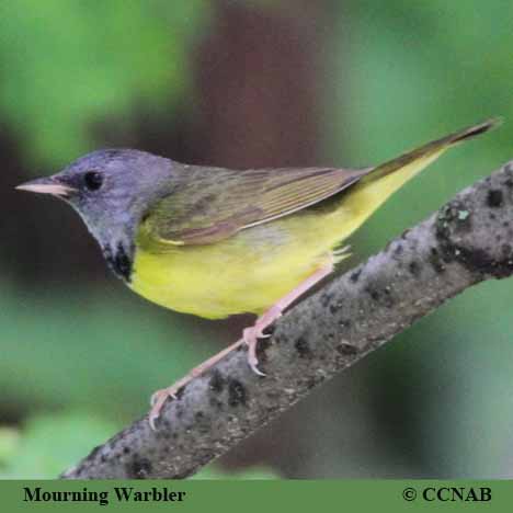 Birds of Cuba