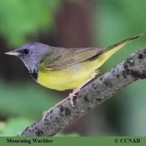 Birds of North America