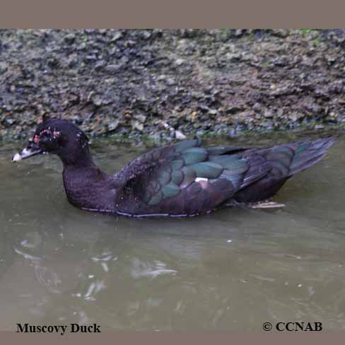 Birds of Cuba