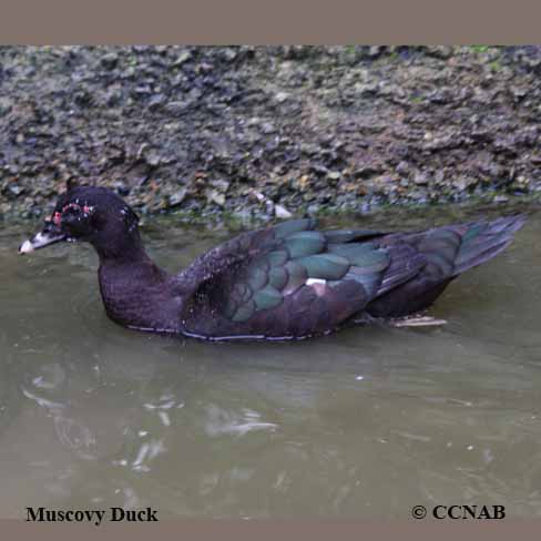 Birds of North America