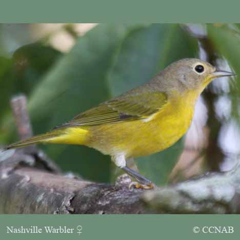 Birds of Cuba