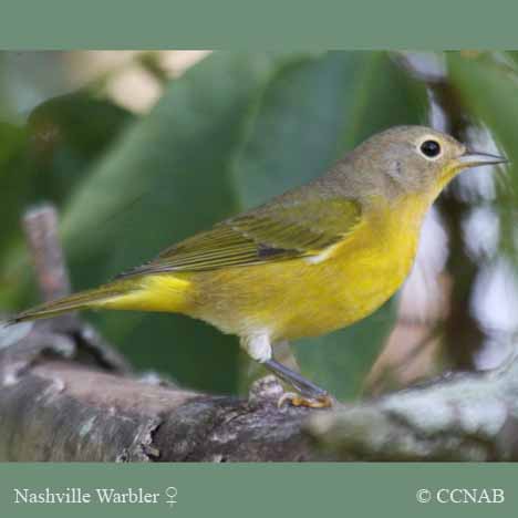 Birds of North America