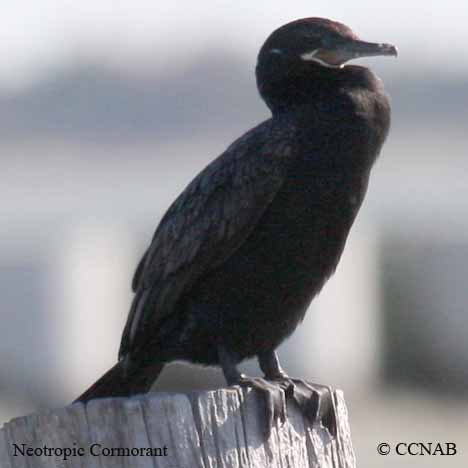 cormorants