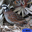 Northern Bobwhite