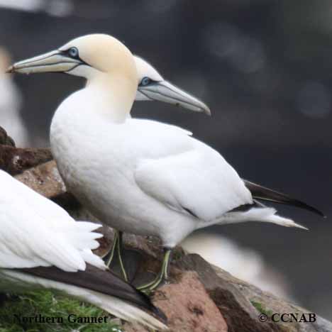 Birds of North America