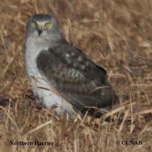 Birds of North America