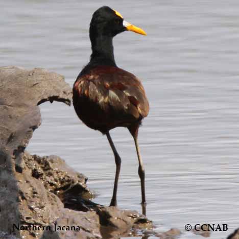 rail, marsh birds, Birds of Cuba