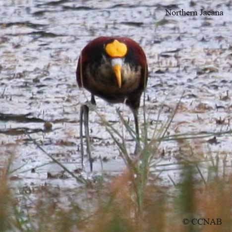 Birds of Cuba