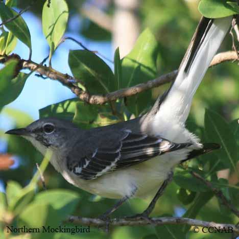 Birds of Cuba