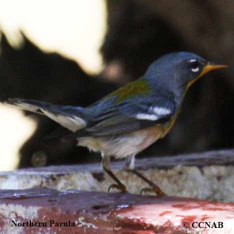 Birds of North America