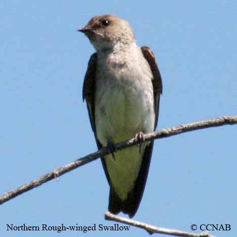Birds of Cuba