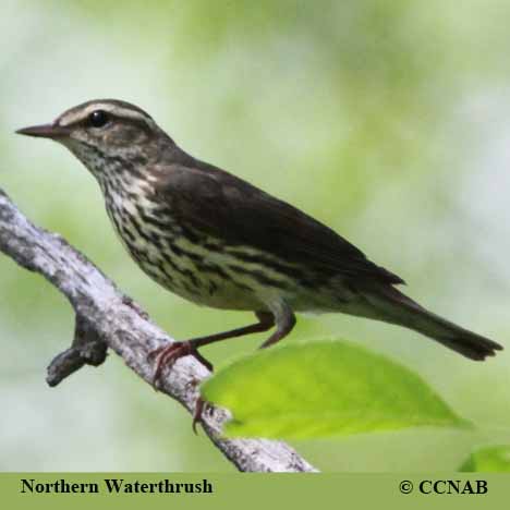 Birds of North America