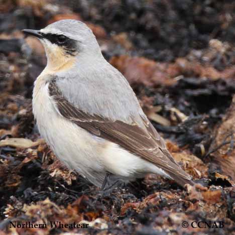 Birds of North America