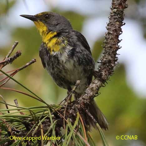 Birds of North America