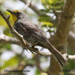 Olive-capped Warbler