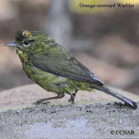 Birds of North America