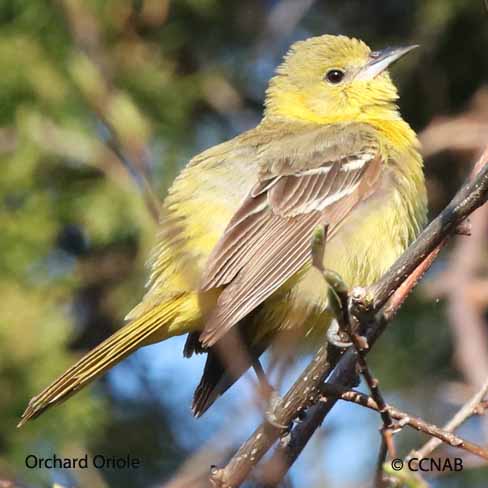 Orchard Oriole