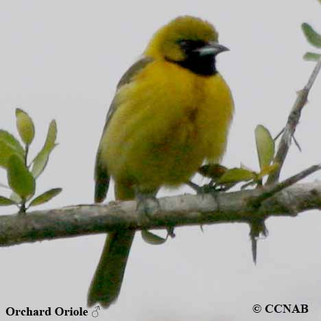 Orchard Oriole