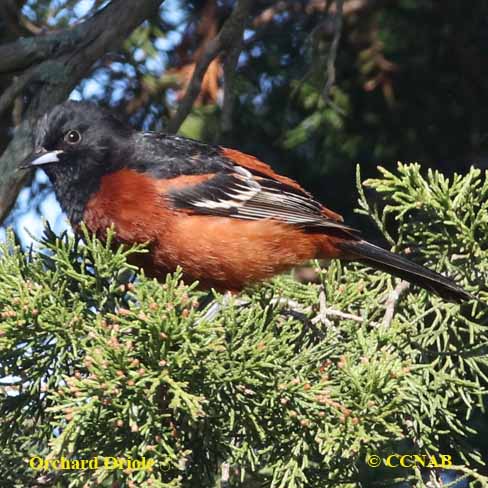 Birds of North America