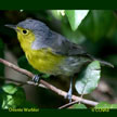 Oriente Warbler Warbler