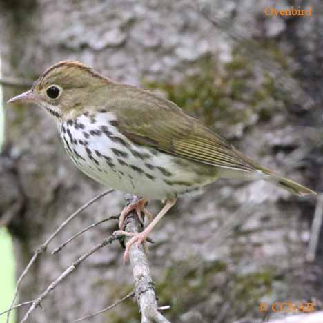 Birds of North America