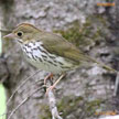 Ovenbird