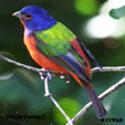 Painted Bunting