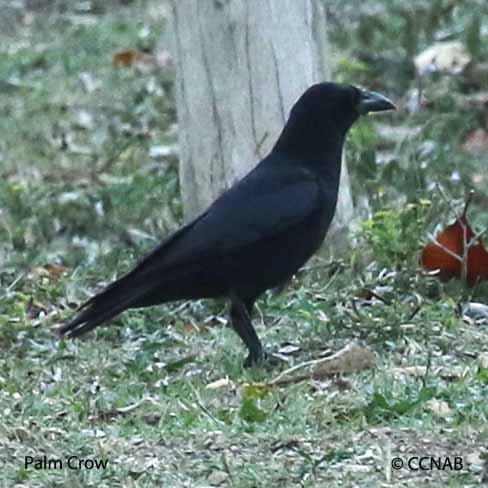 Palm Crow