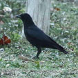 Palm Crow