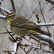 Palm Warbler