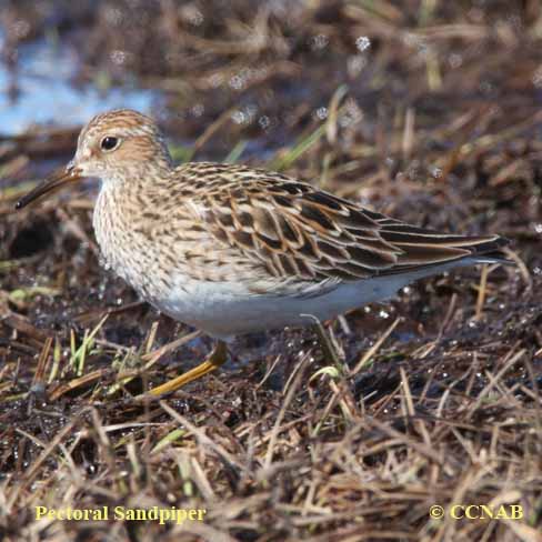 Sandpipers.