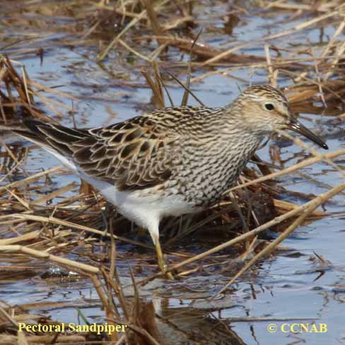 Birds of Cuba
