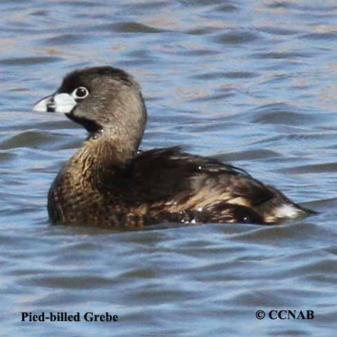 Birds of North America