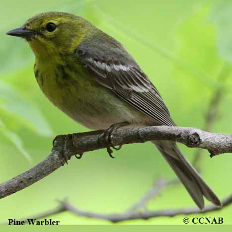 Birds of North America