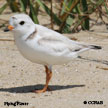 Piping Plover