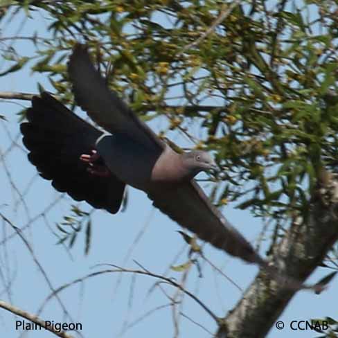 Rock Pigeon