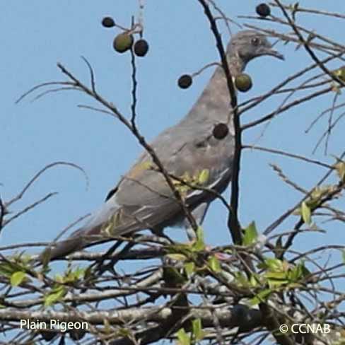 Rock Pigeon