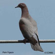 Plain Pigeon