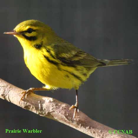 Birds of North America