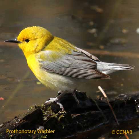 Birds of North America