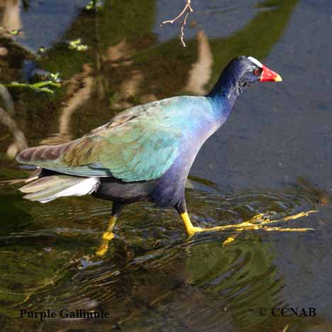 gallinules, picture of gallinules